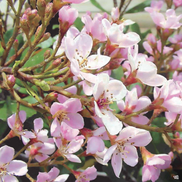 Indian Hawthorn 'Pinkie'