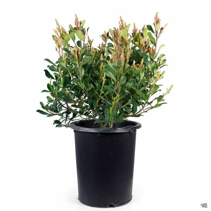 Indian Hawthorn 'Pinkie' 5 gallon
