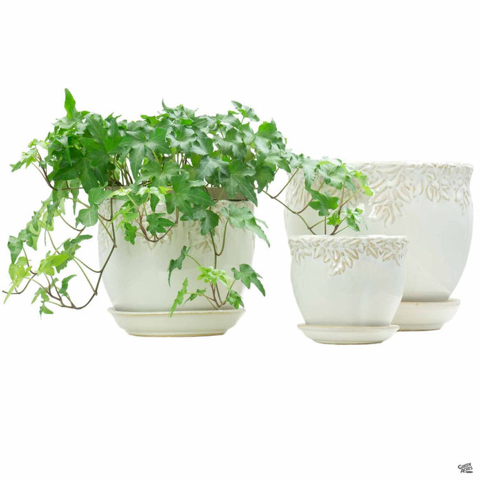 Ivy League Jardiniere Group