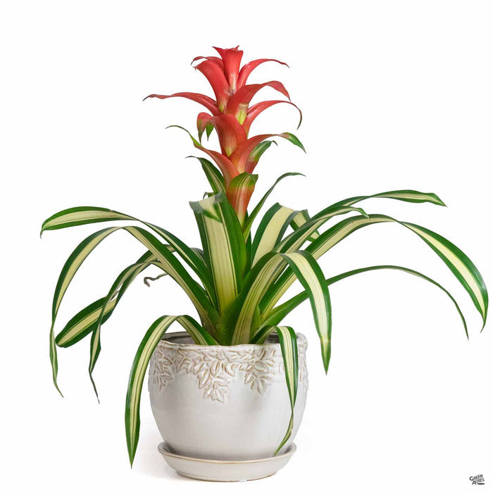 Ivy League Jardiniere