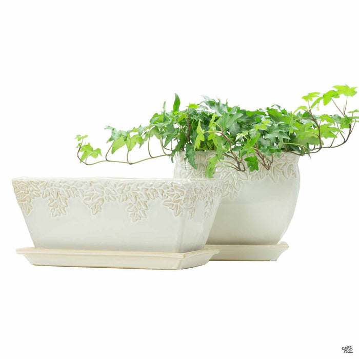 Ivy League Window Box and Square Pot