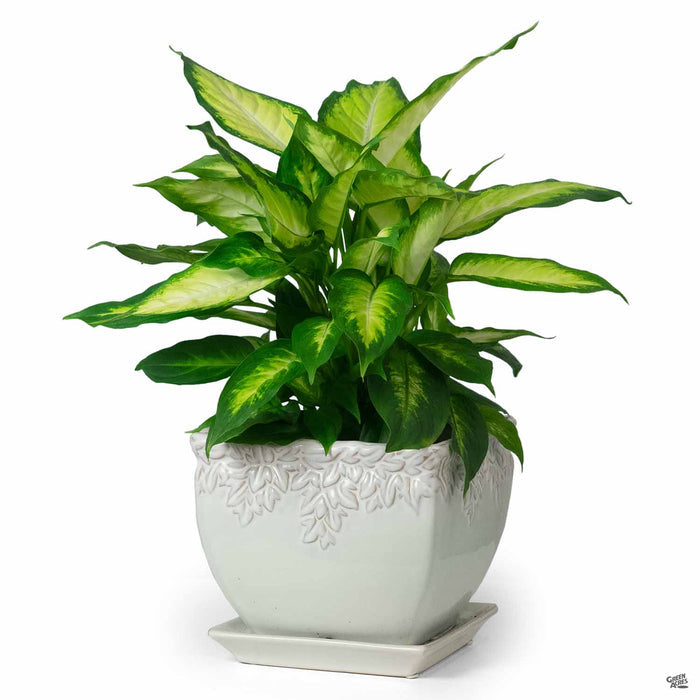 Ivy League Square Pot with Houseplant