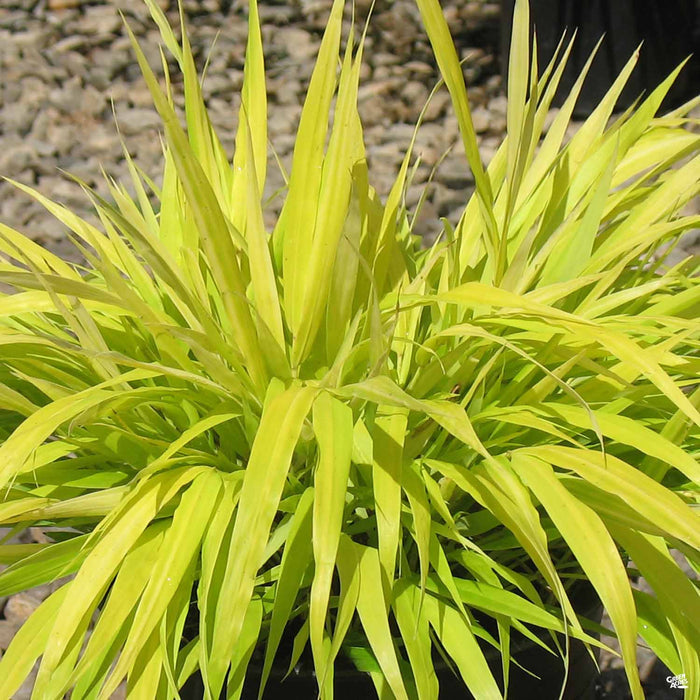 Japanese Forest Grass 'All Gold'