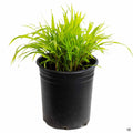 Japanese Forest Grass 'All Gold' 1 gallon