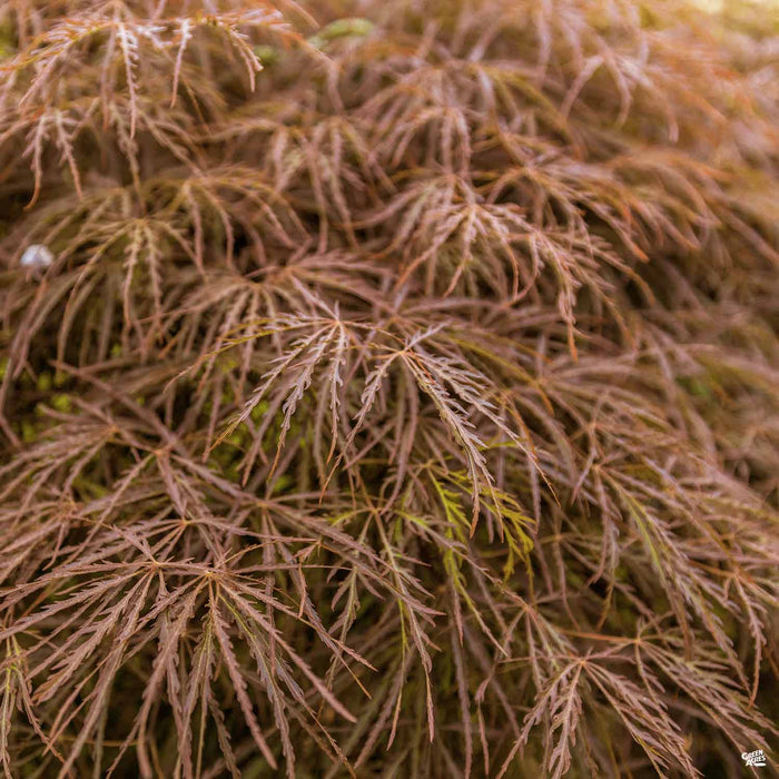 Japanese Laceleaf Maple Baldsmith