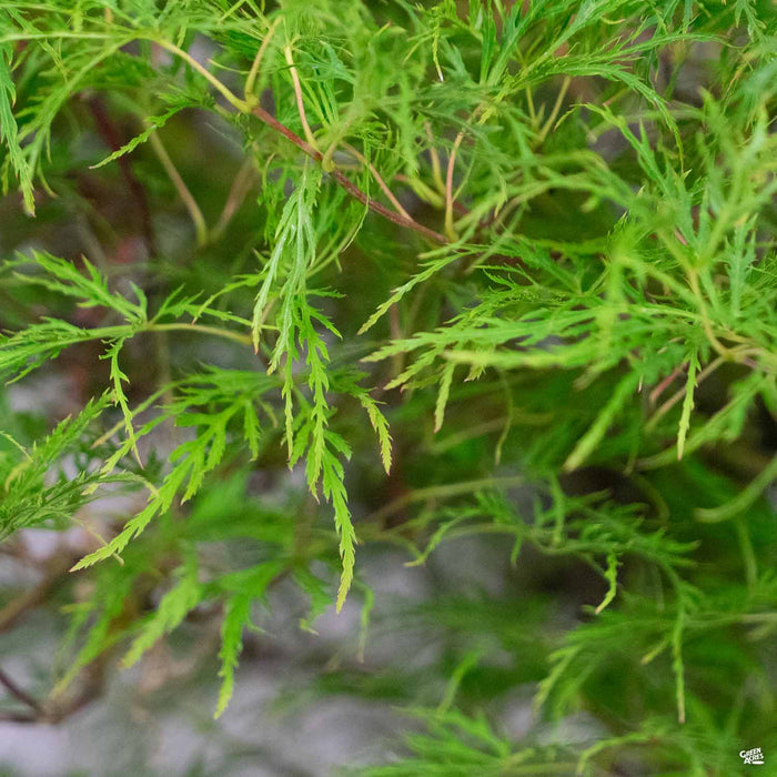Japanese Laceleaf Maple Baldsmith