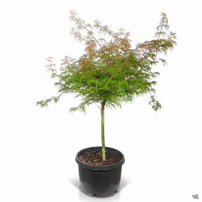 Japanese Laceleaf Maple Baldsmith 10 gallon