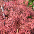 Japanese Maple 'Orangeola'