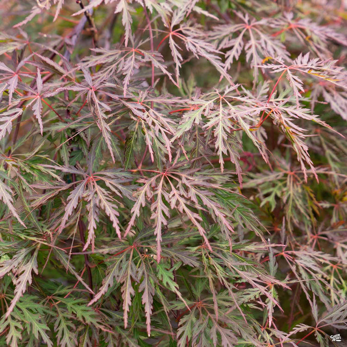 Japanese Maple 'Orangeola'