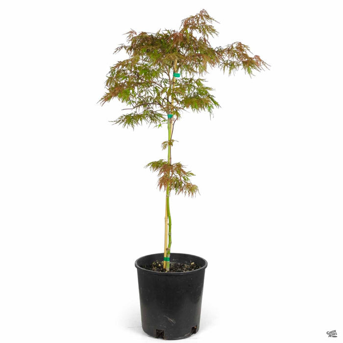 Japanese Maple 'Orangeola' 2 gallon