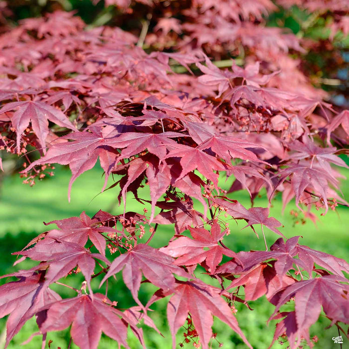 Japanese Maple Bloodgood
