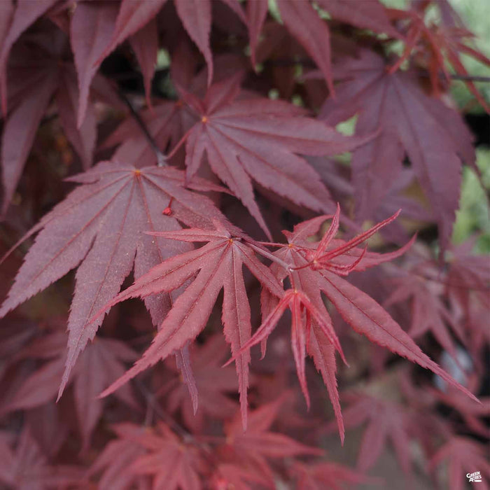 Japanese Maple 'Bloodgood'