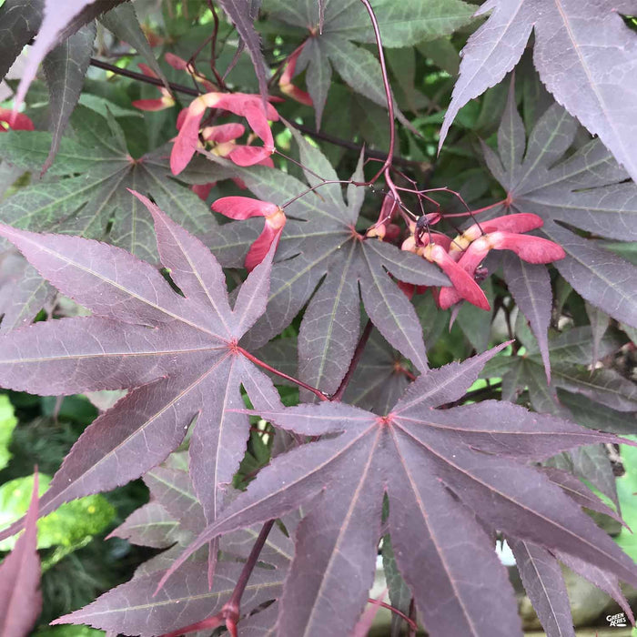 Japanese Maple 'Bloodgood'