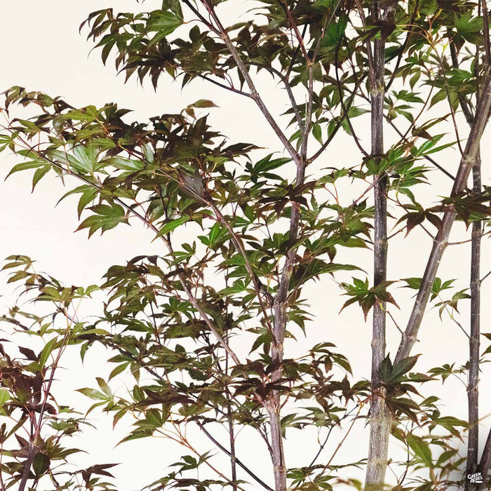 Japanese Maple 'Bloodgood'