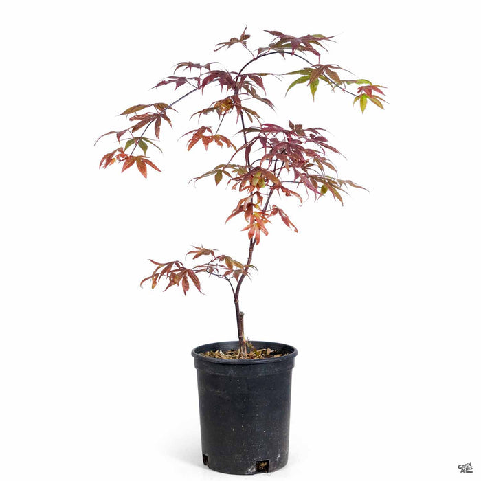 Japanese Maple 'Bloodgood' 1 gallon