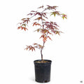 Japanese Maple 'Bloodgood' 1 gallon