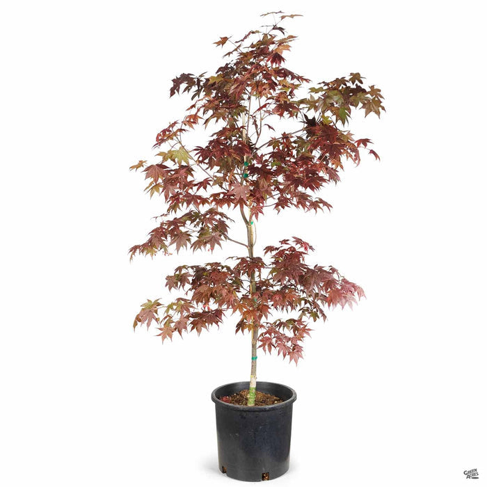 Japanese Maple 'Bloodgood' 5 gallon