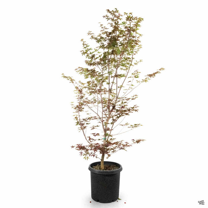 Japanese Maple 'Bloodgood' 10 gallon