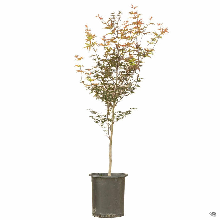 Japanese Maple 'Bloodgood' 15 gallon