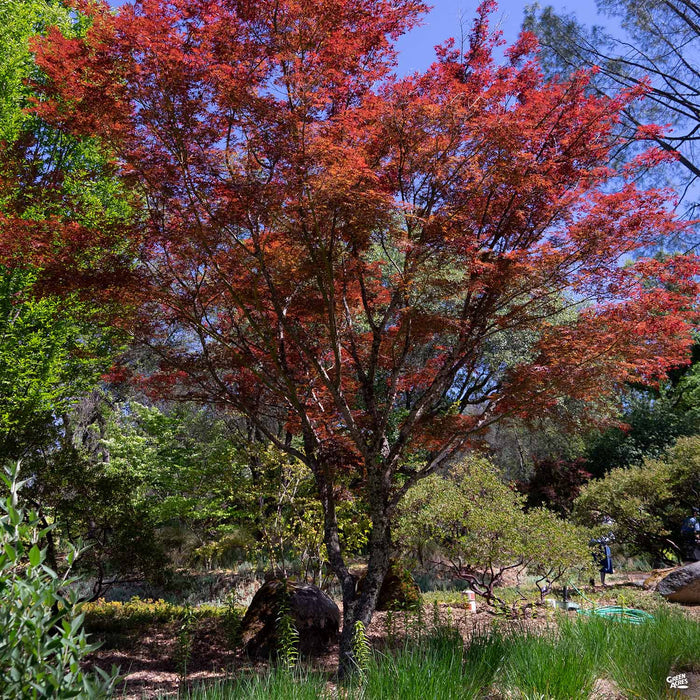 Japanese Maple 'Fireglow'