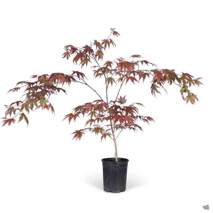 Japanese Maple 'Fireglow' 1 gallon