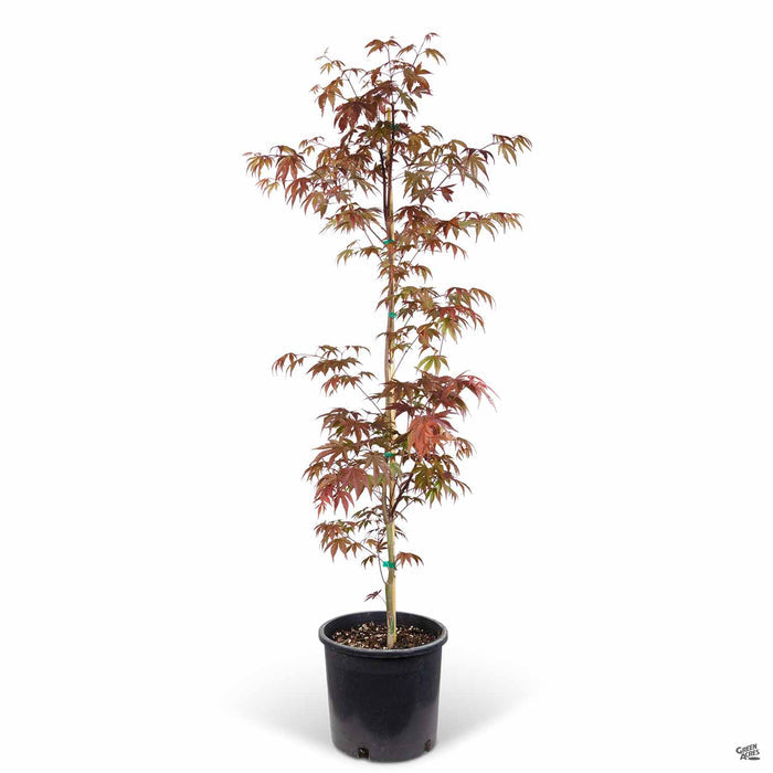 Japanese Maple 'Fireglow' 5 gallon