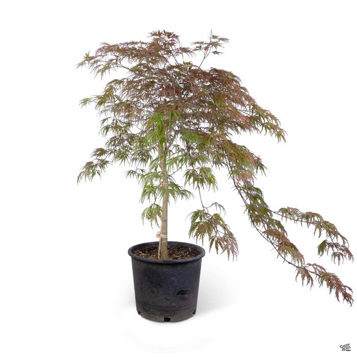 Japanese Maple 'Inaba Shidare' 5 gallon