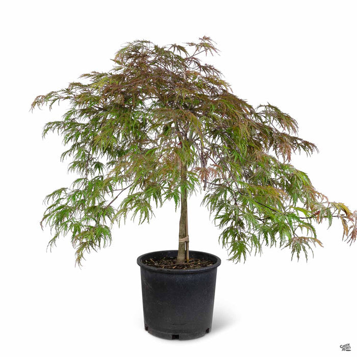 Japanese Maple 'Inaba Shidare' 5 gallon