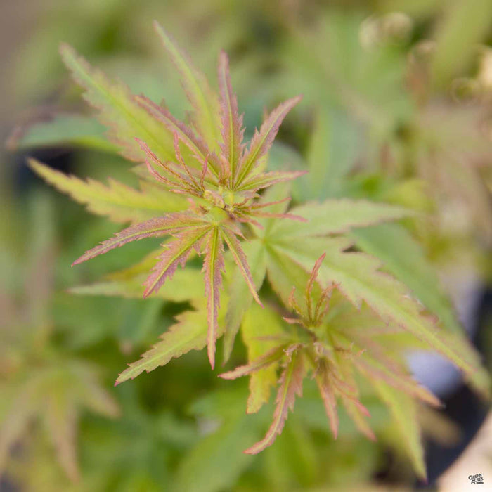 Japanese Maple 'Sharp's Pygmy'