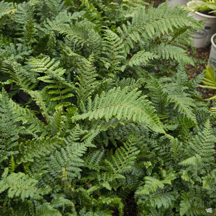 Japanese Tassel Fern