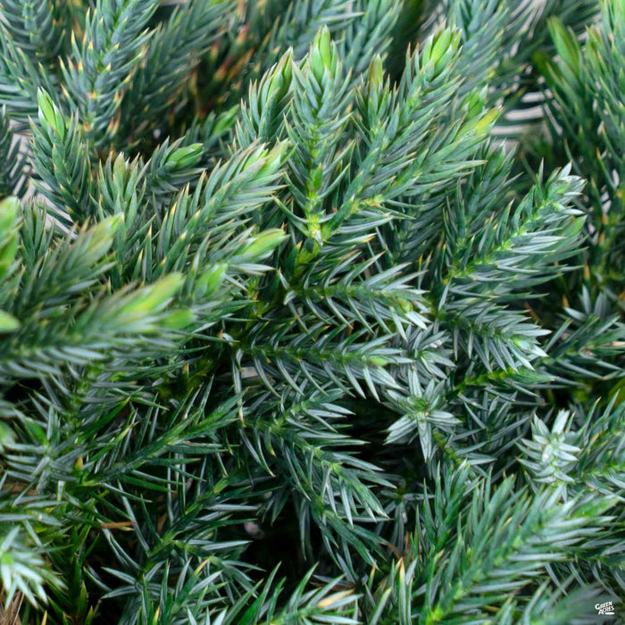 Blue Point Juniper