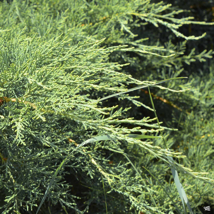Grey Owl Juniper