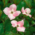 Flowering Dogwood 'Satomi'