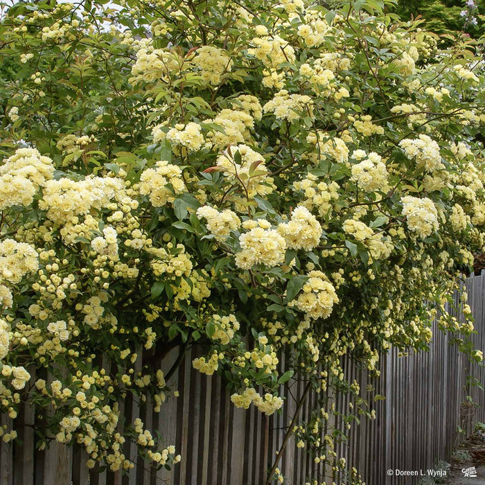 Lady Banks Rose Yellow