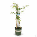 Lady Banks Rose 2 gallon