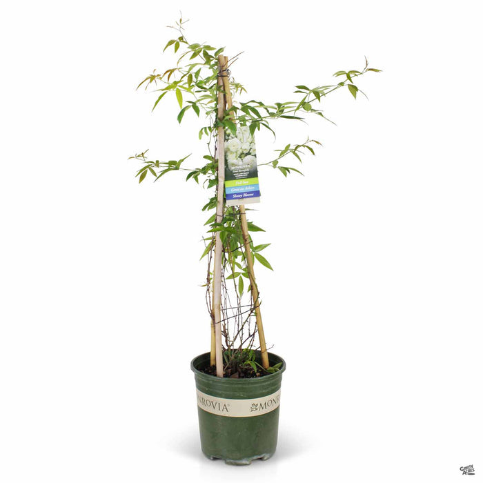 Lady Banks Rose 2 gallon