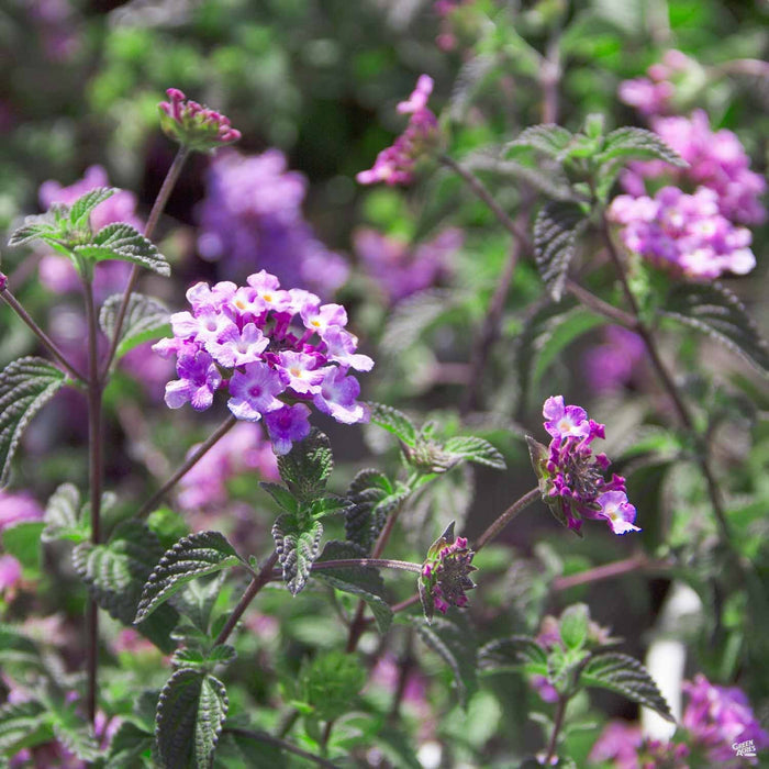 Lantana 'Purple Trailing' Purple