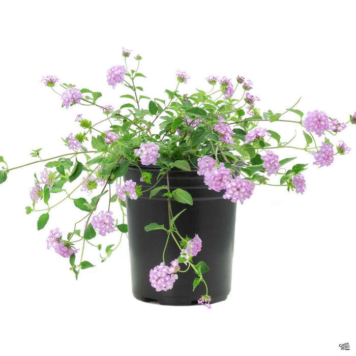 Lantana 'Trailing Purple'