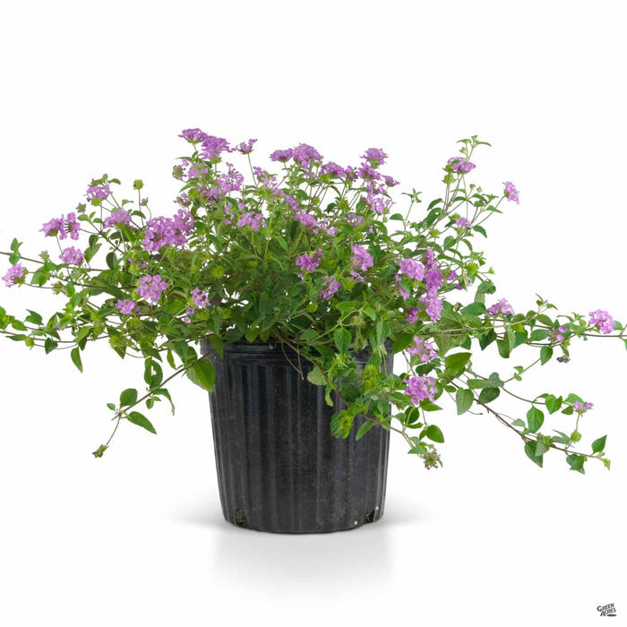 Lantana Trailing Purple 2 gallon