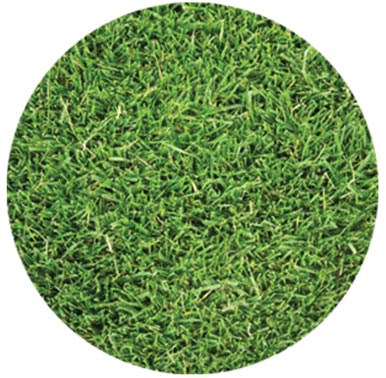 Delta Bluegrass Company Latitude 36