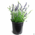 Lavender 'Blue Spear' 1 gallon
