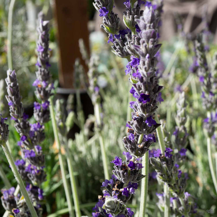 Lavender 'Goodwin'