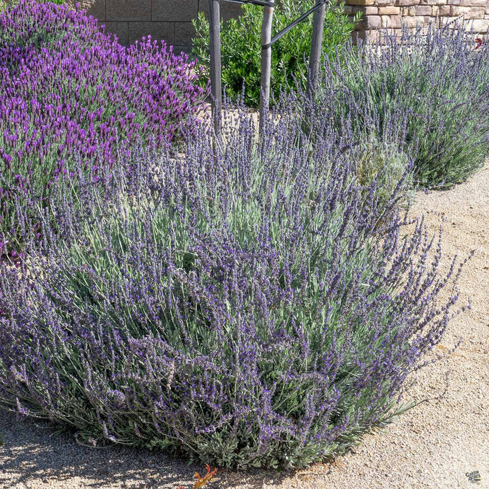 Lavender 'Goodwin'