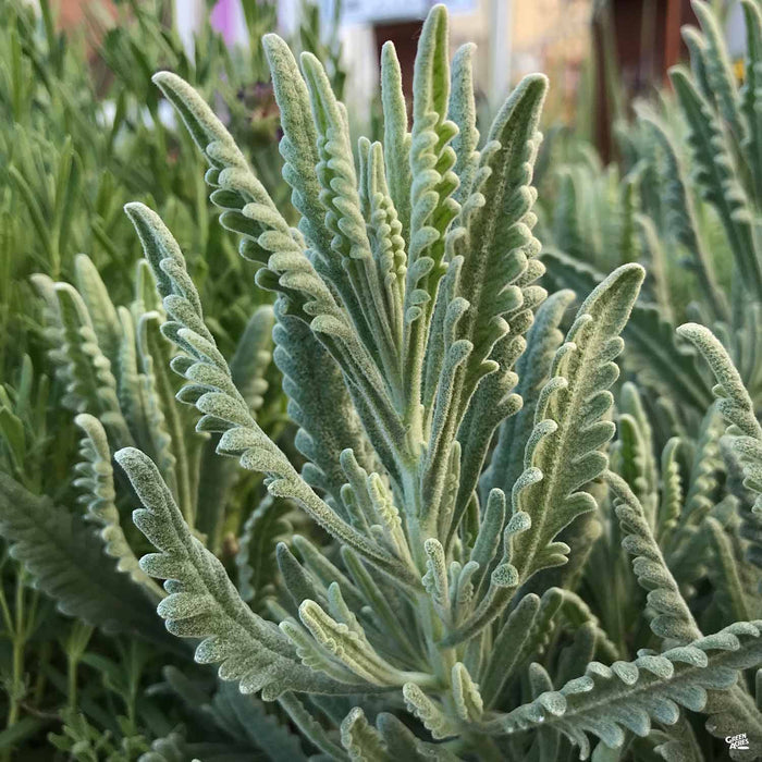 Lavender 'Goodwin' leaves
