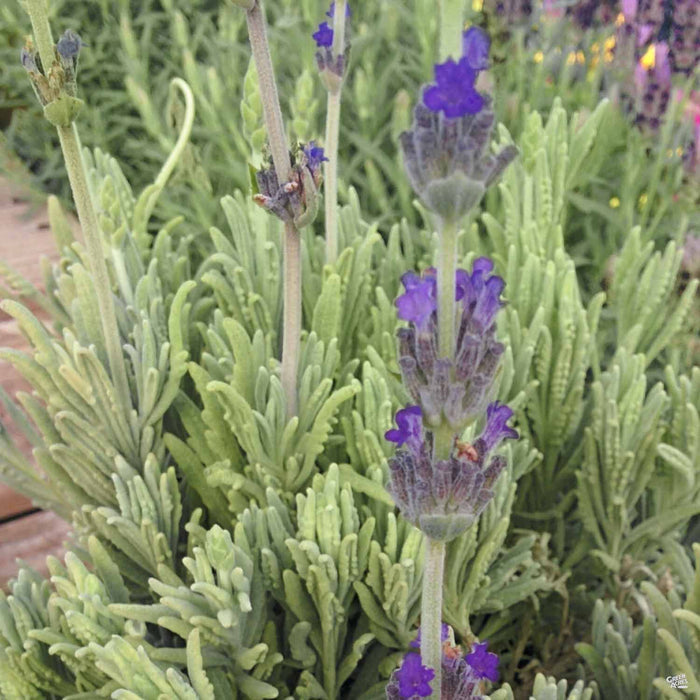 Lavender 'Goodwin'