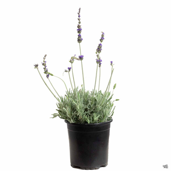 Lavender 'Goodwin' 1 gallon