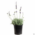 Lavender 'Goodwin' 1 gallon
