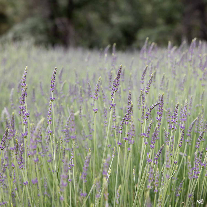 Lavender Grosso