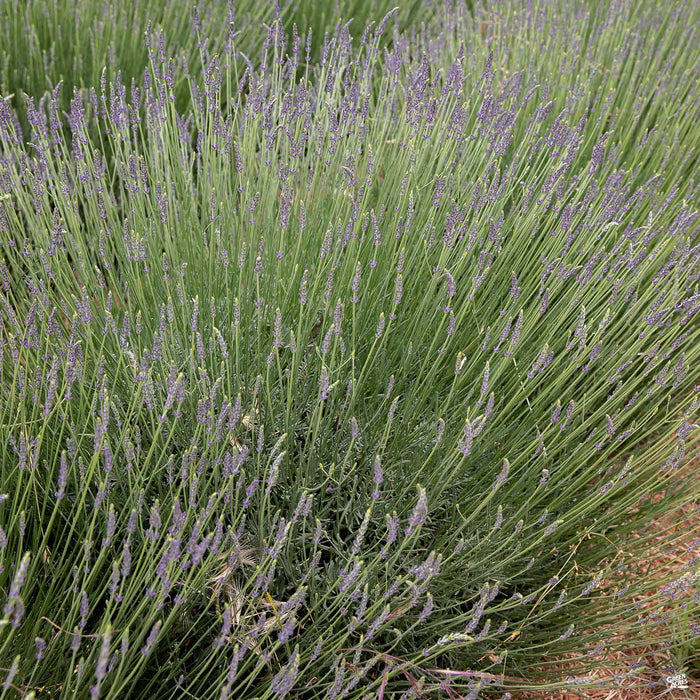 Lavender Grosso