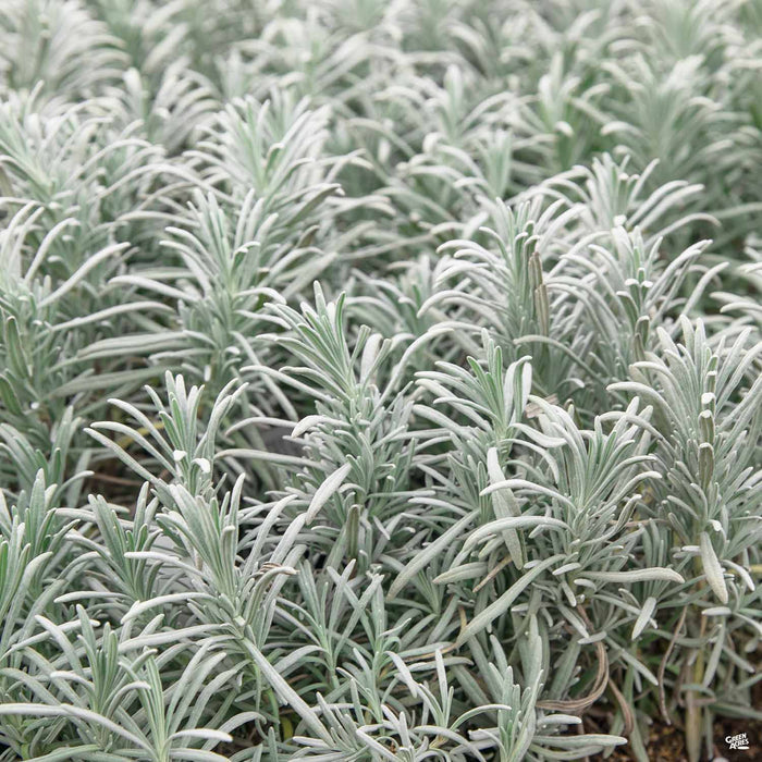 Lavender 'Grosso'